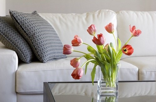 Flores y plantas en casa: para qué sirven