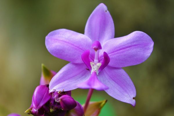 Flor orquídea