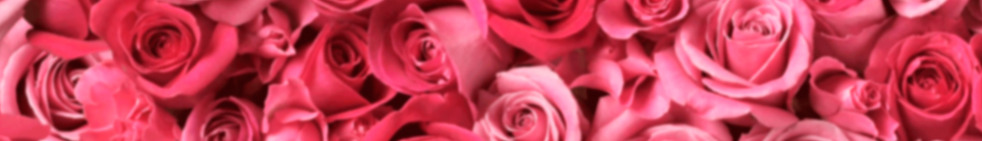Rosas - Hana Flowers