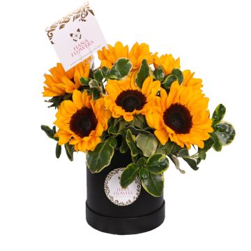 Box de Girasoles (EL-1)